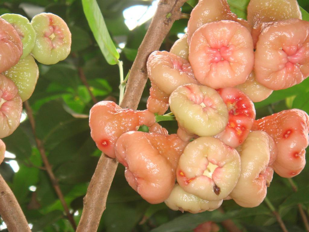 L'Ecomusee Creole De La Guadeloupe 세인트 로즈 외부 사진