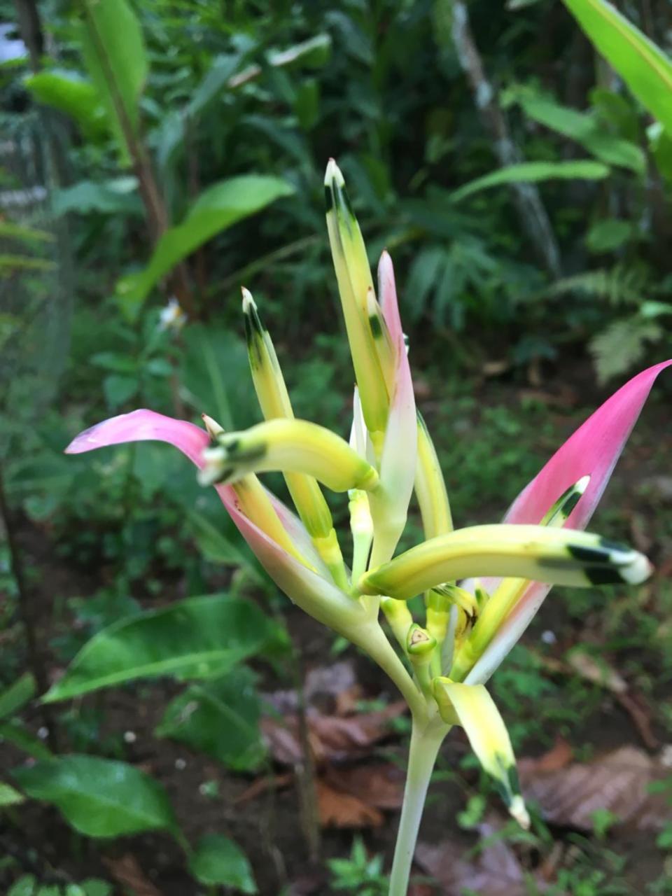 L'Ecomusee Creole De La Guadeloupe 세인트 로즈 외부 사진